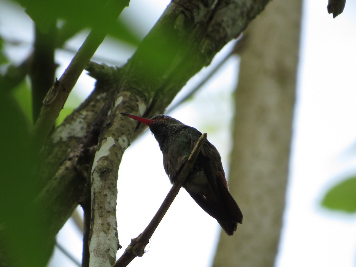Rufous-tailed Hummingbird - ML619643370