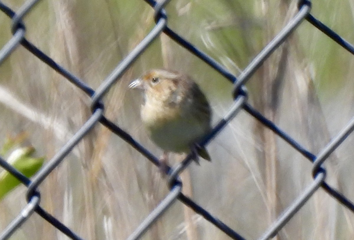 Grasshopper Sparrow - ML619643384