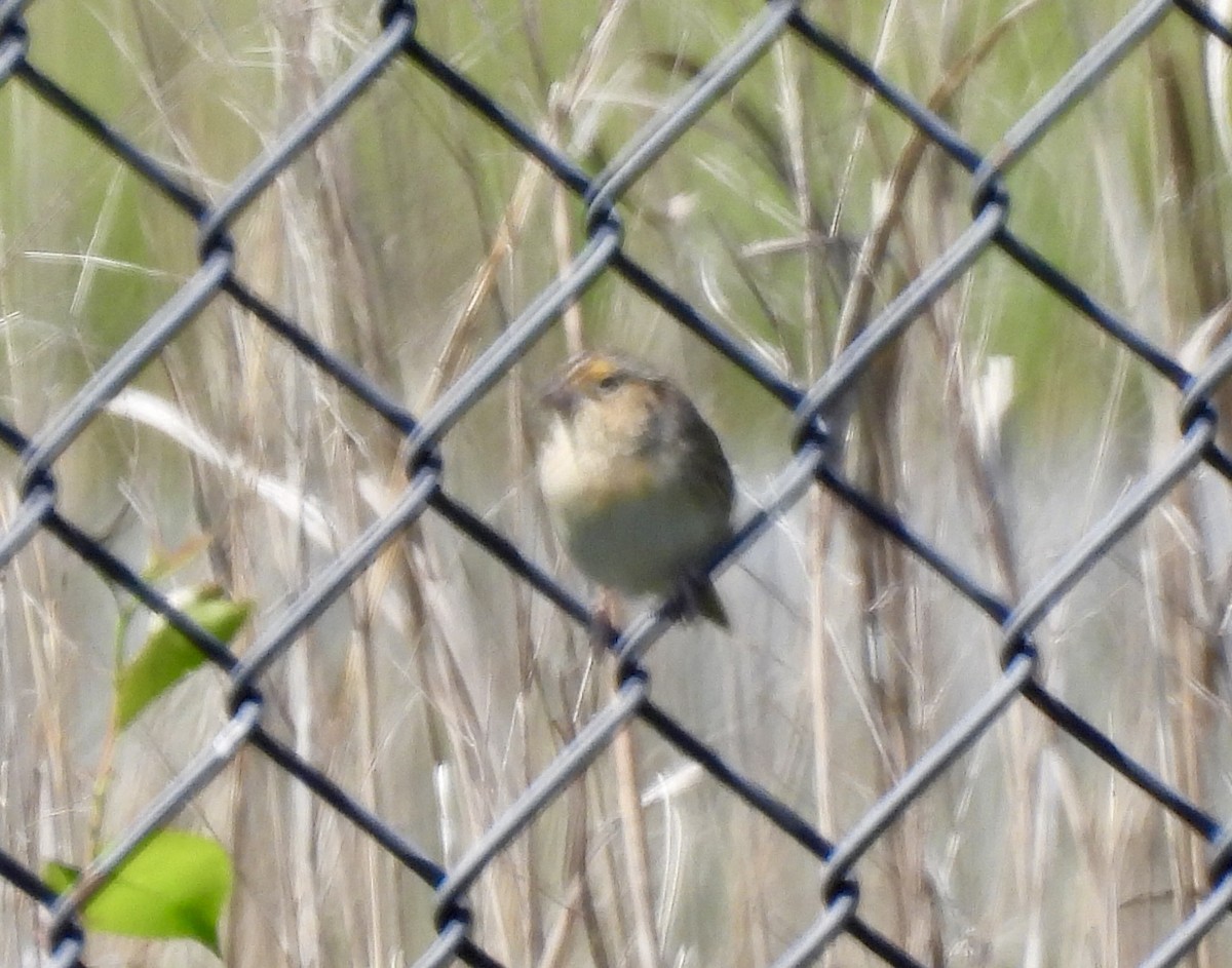Grasshopper Sparrow - ML619643385