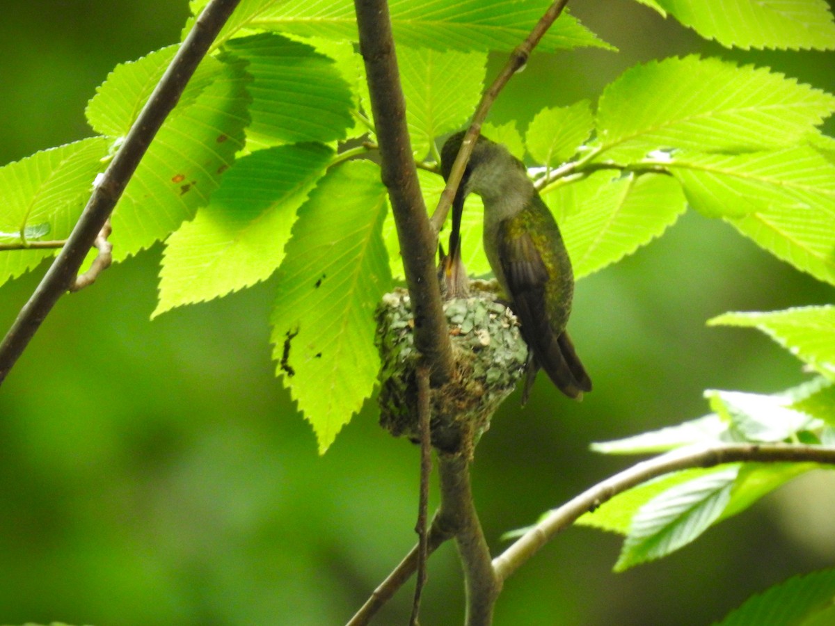 Black-chinned Hummingbird - ML619643406