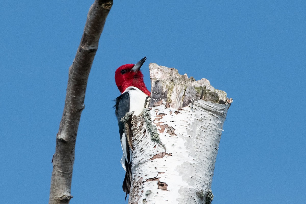 Red-headed Woodpecker - ML619643409