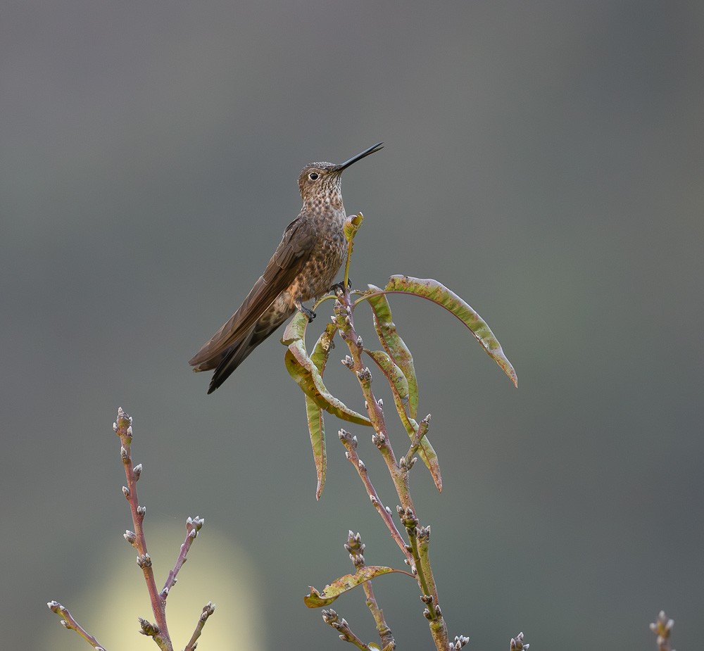 kolibřík velký - ML619643414