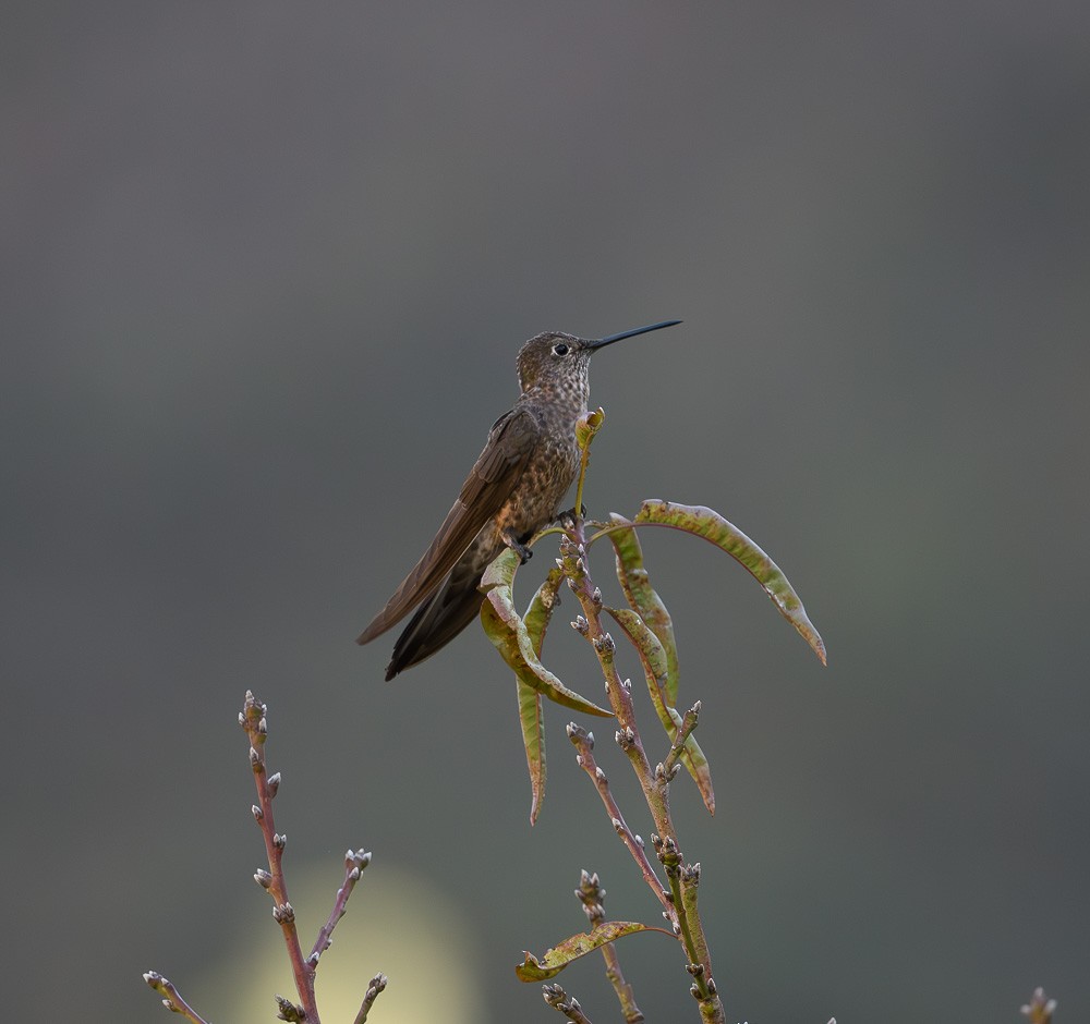 kolibřík velký - ML619643415