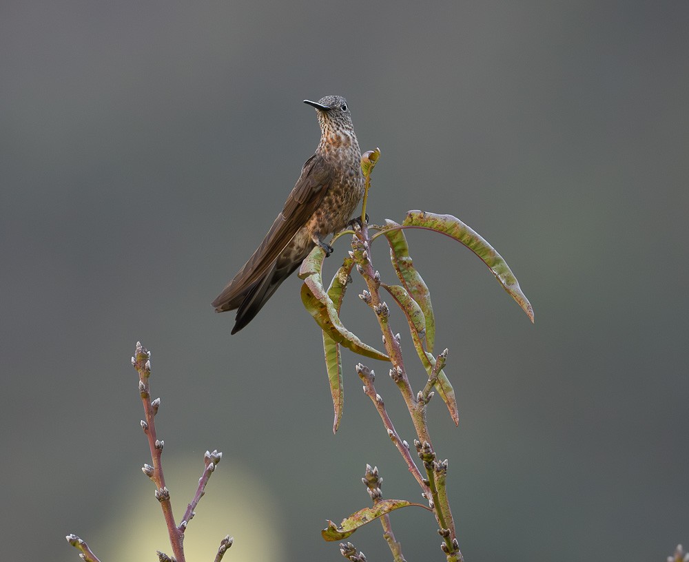 kolibřík velký - ML619643416