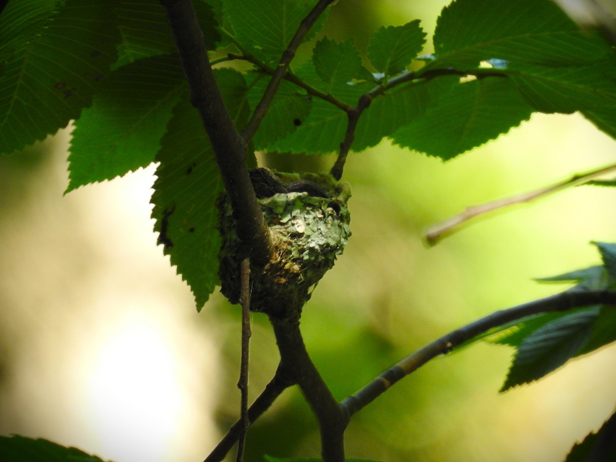 Black-chinned Hummingbird - ML619643430