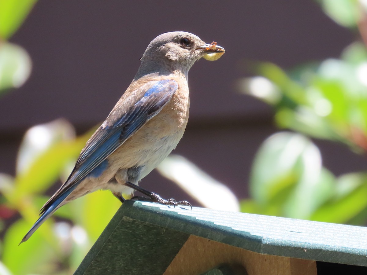 Western Bluebird - ML619643433