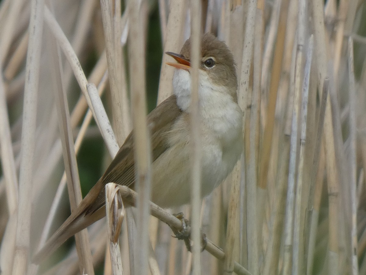 Common Reed Warbler - ML619643472