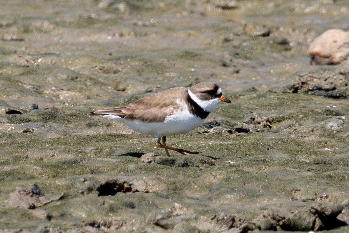 Semipalmated Plover - ML619643500
