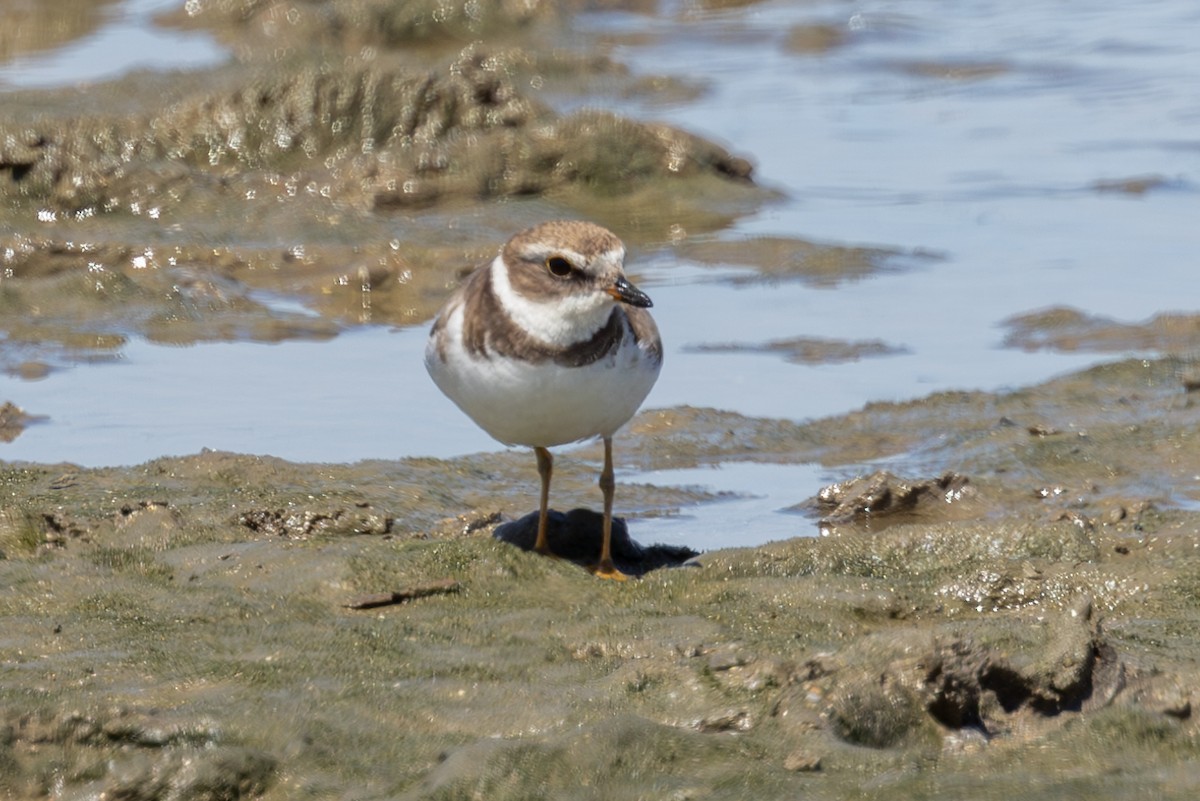 Semipalmated Plover - ML619643501