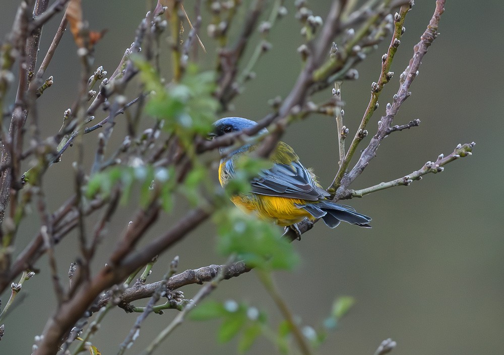 Blue-and-yellow Tanager - ML619643523