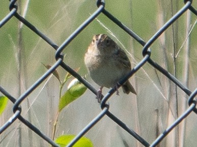 Grasshopper Sparrow - ML619643585