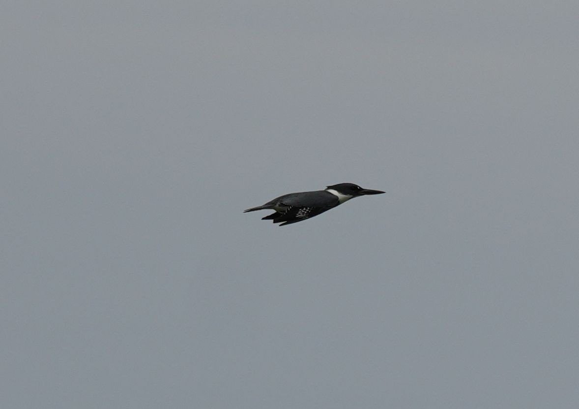 Belted Kingfisher - ML619643624