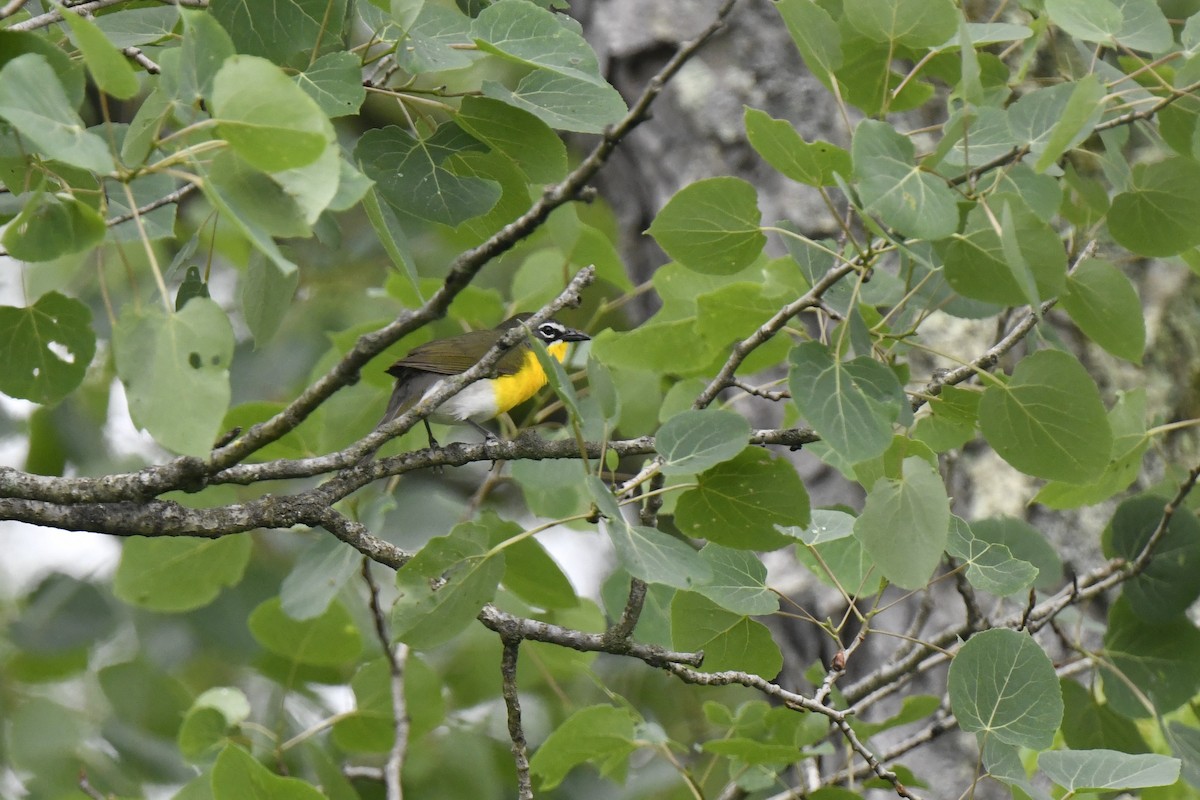 Yellow-breasted Chat - ML619643672