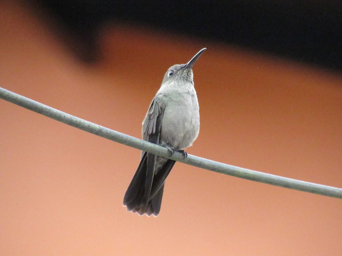 Sombre Hummingbird - ML619643698
