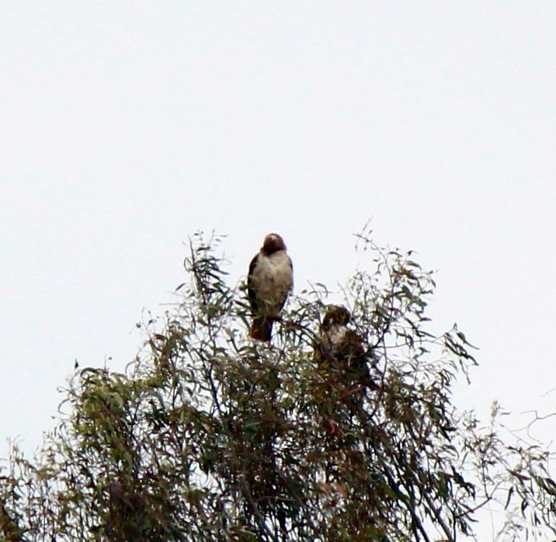 Red-tailed Hawk - ML619643830