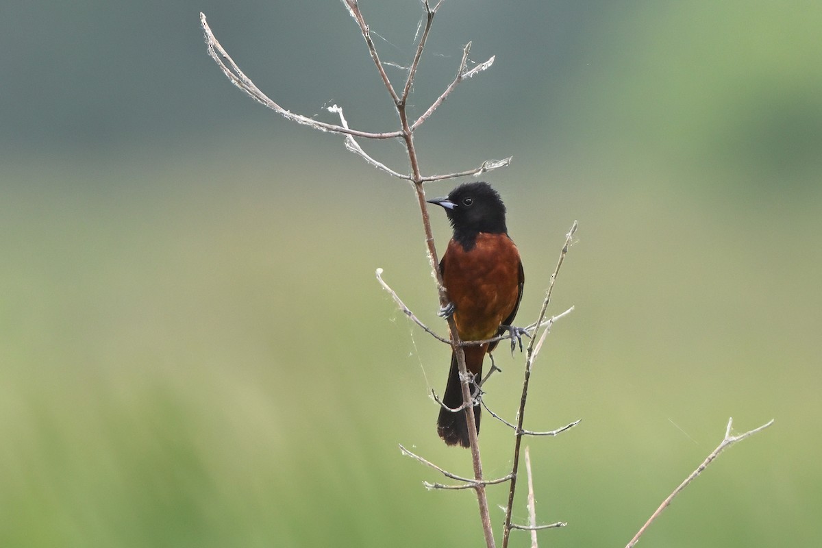 Orchard Oriole - ML619643865