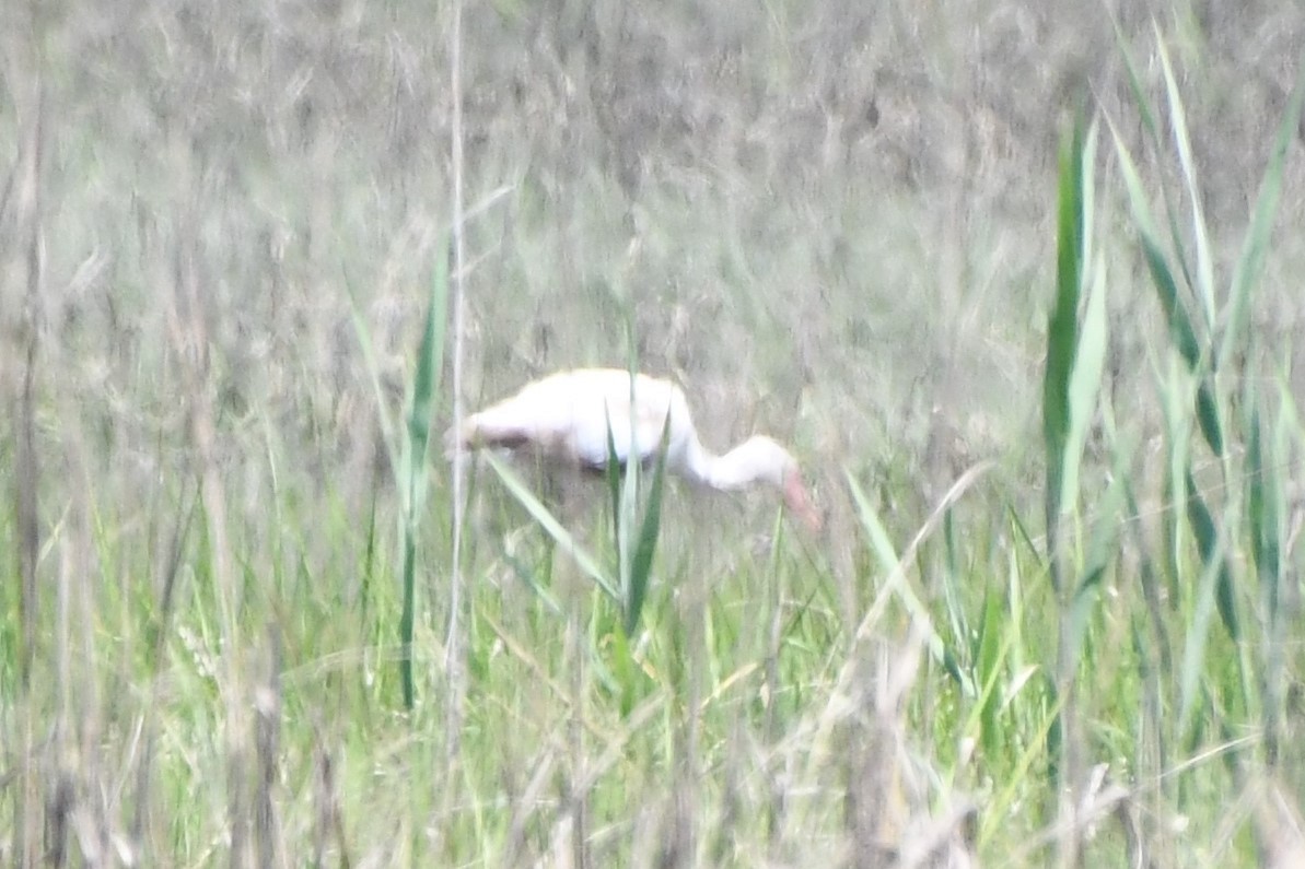 Ibis blanc - ML619643915