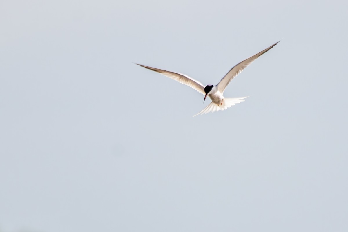 Common Tern - ML619643969