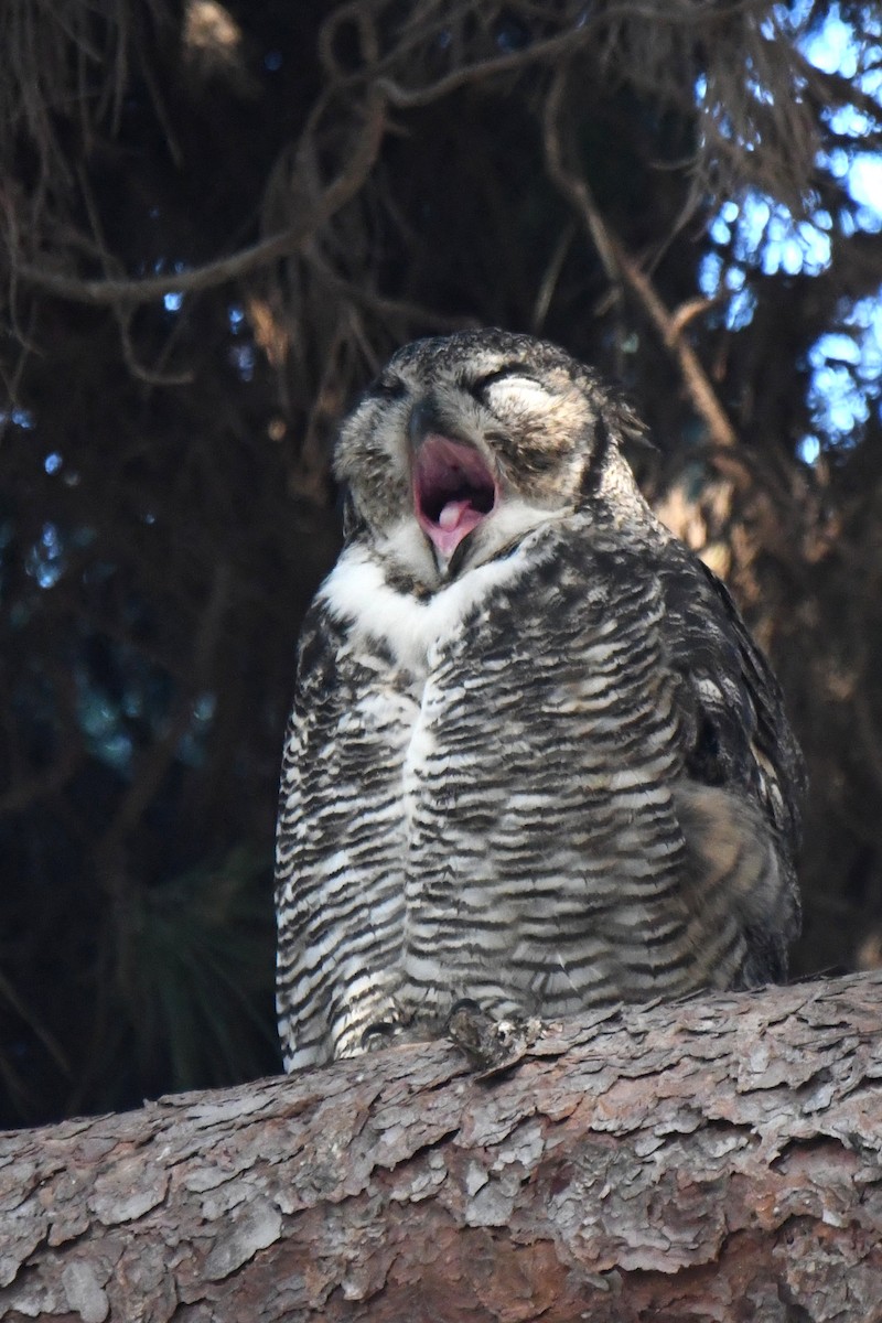 Great Horned Owl - ML619644013