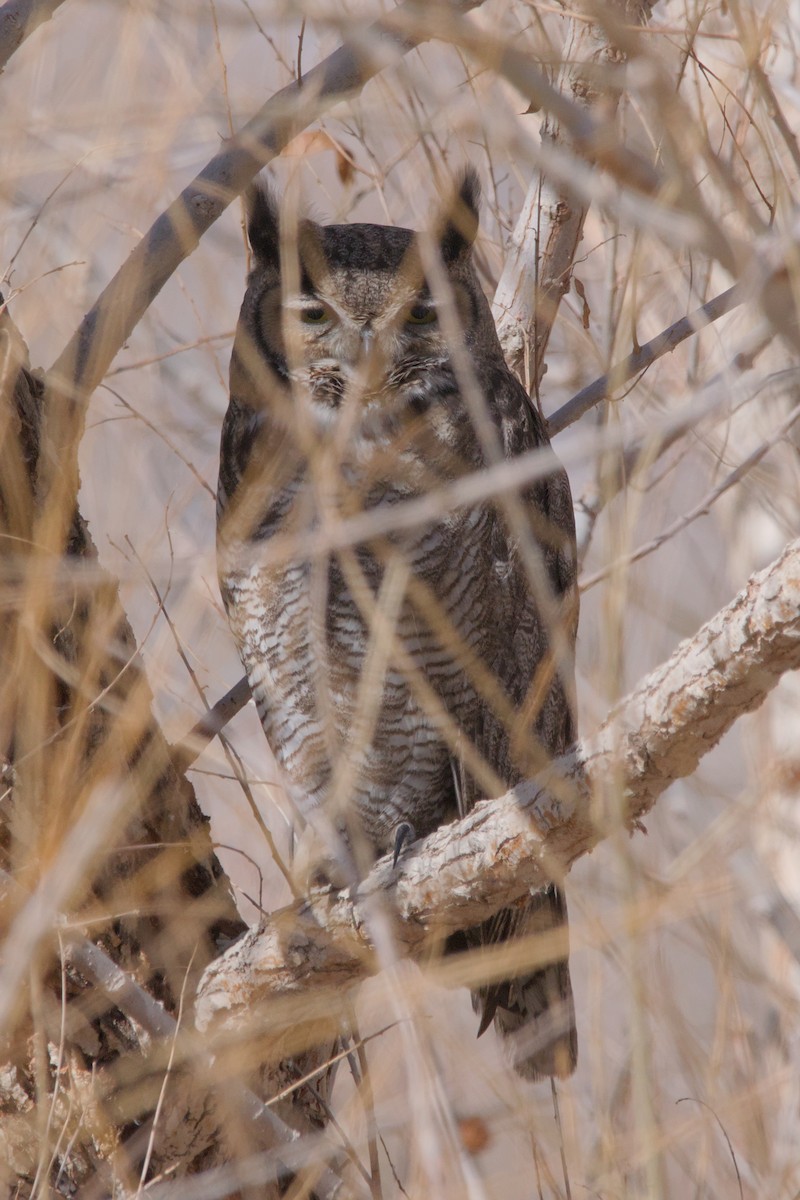 Great Horned Owl - ML619644028
