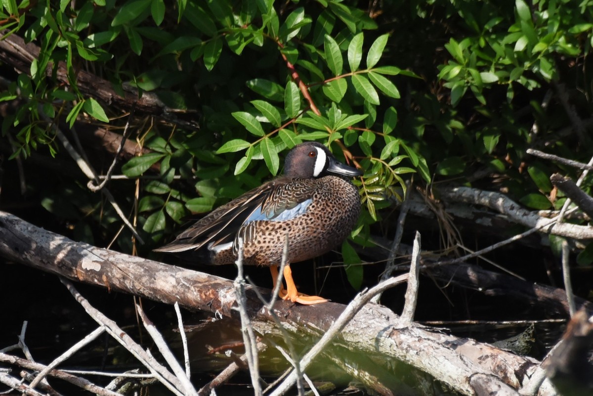 Blue-winged Teal - ML619644031