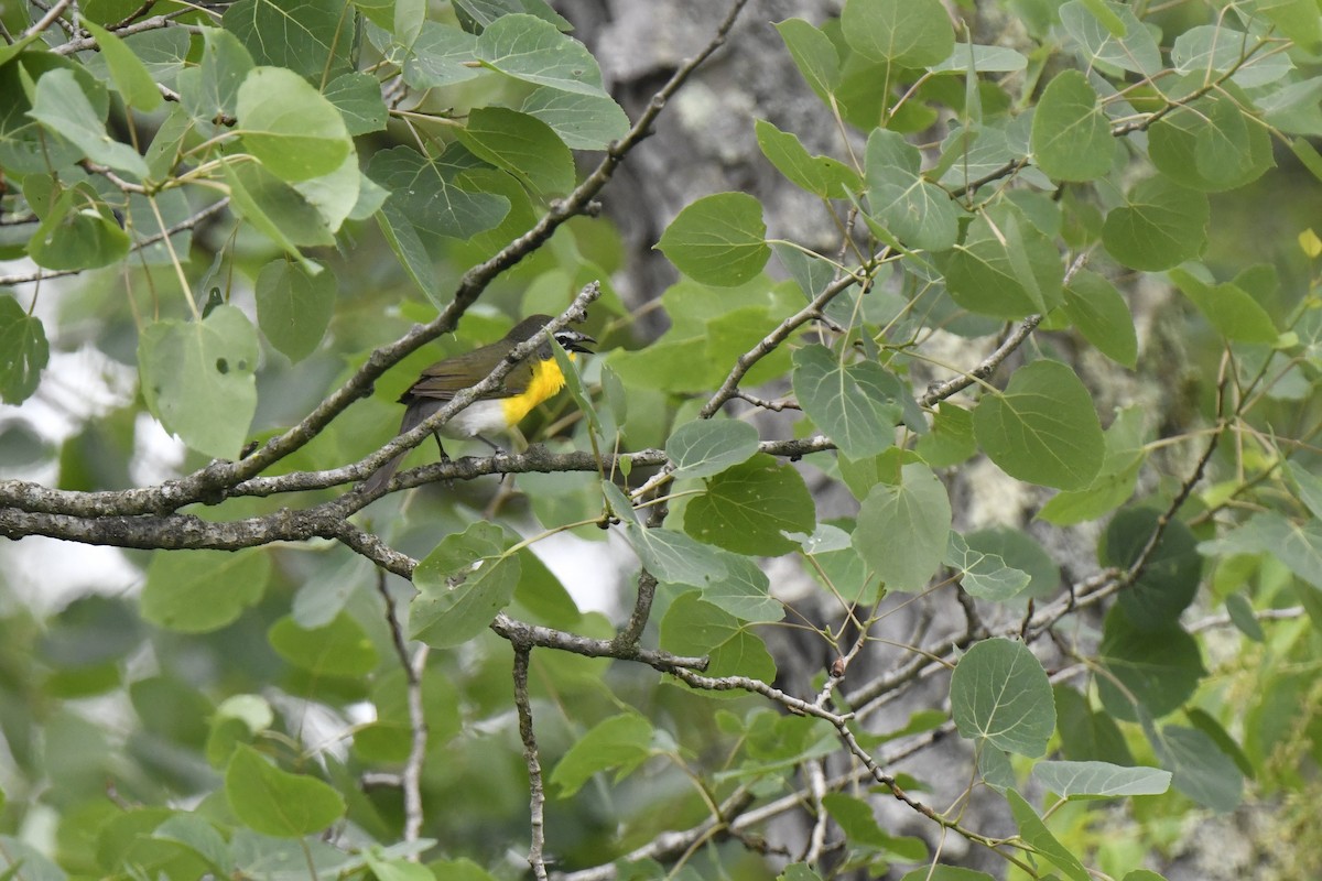 Yellow-breasted Chat - ML619644067