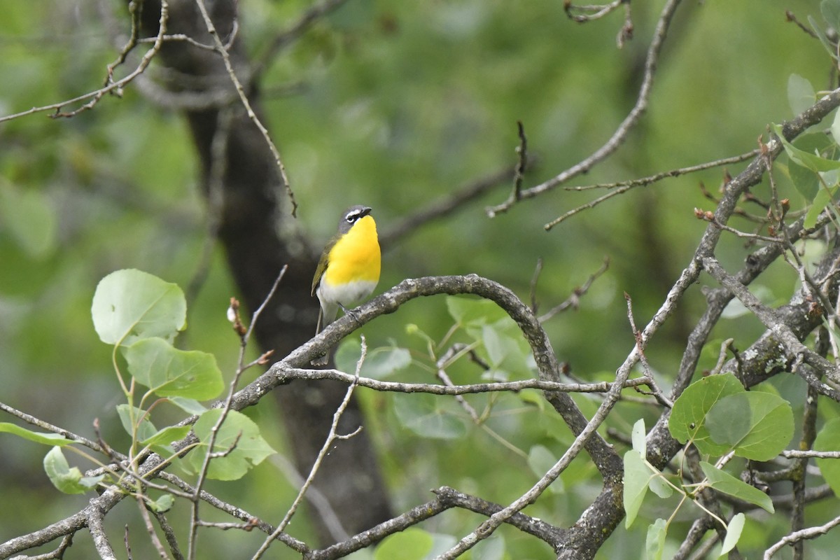 Yellow-breasted Chat - ML619644093