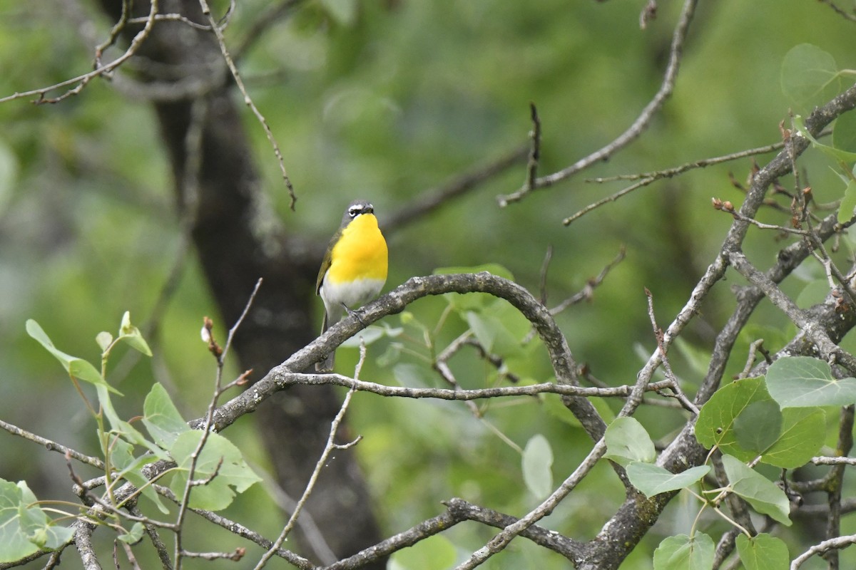Yellow-breasted Chat - ML619644102