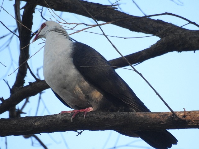 White-headed Pigeon - Dezmond Wells