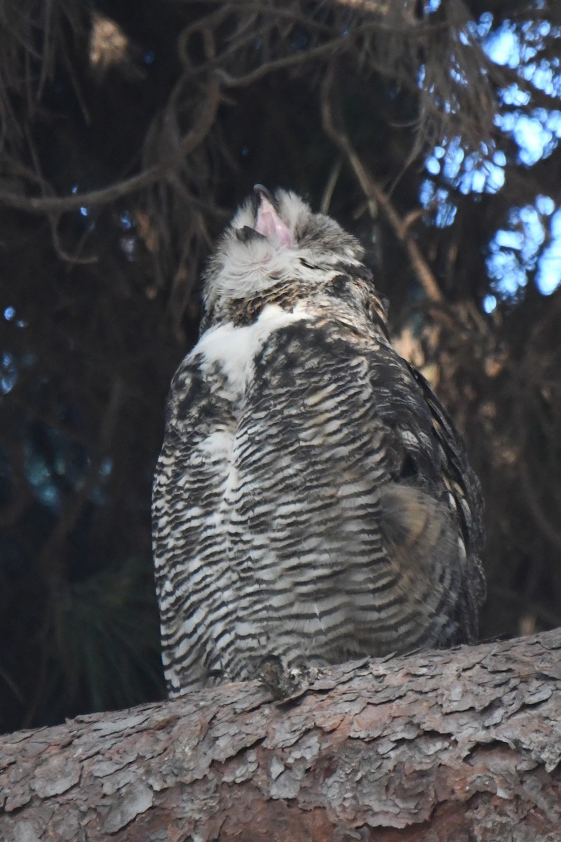 Great Horned Owl - ML619644113