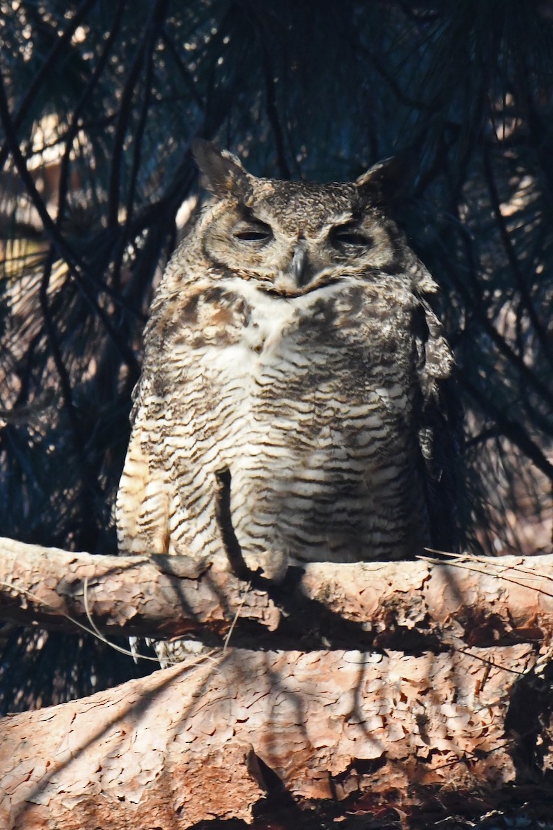 Great Horned Owl - ML619644114