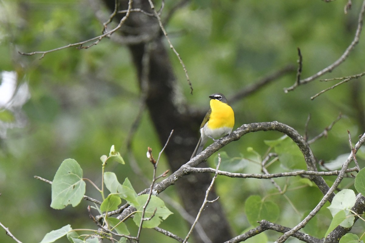 Yellow-breasted Chat - ML619644132