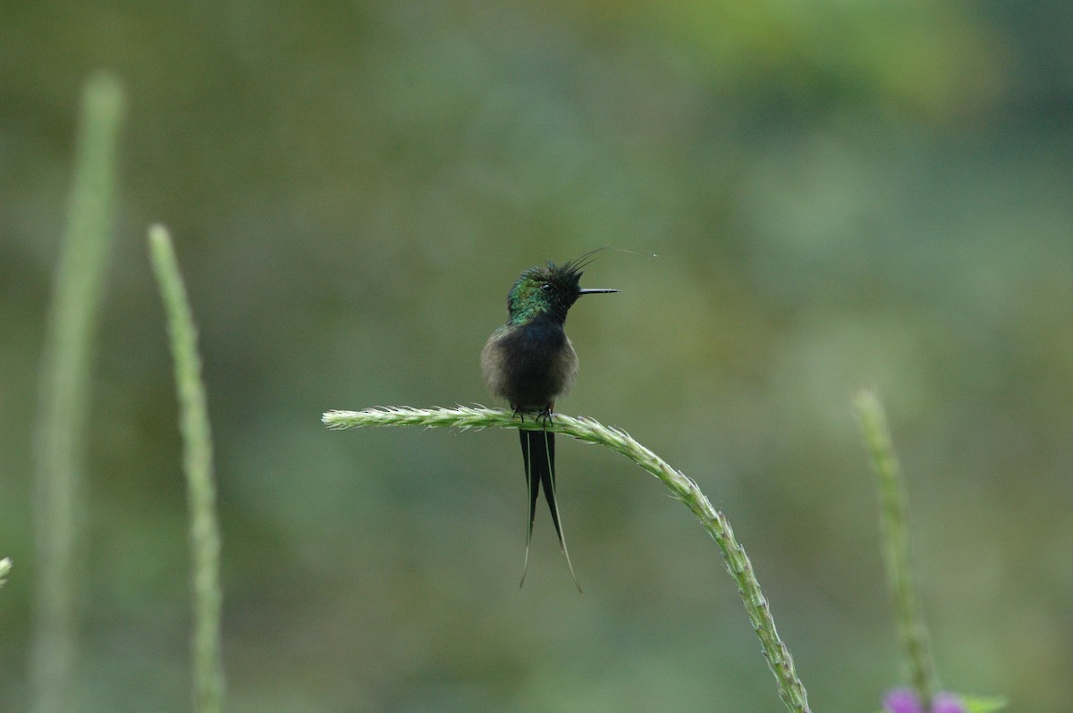 Wire-crested Thorntail - ML619644149
