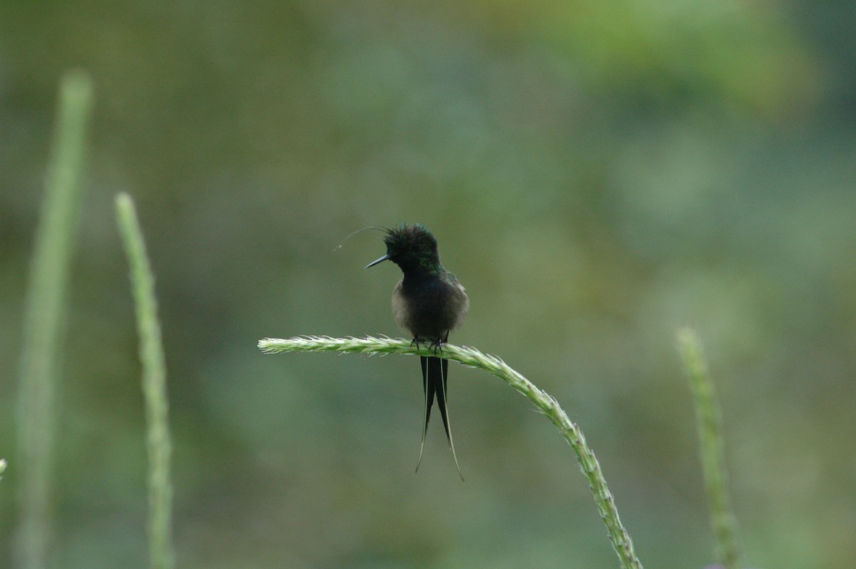 Wire-crested Thorntail - ML619644151