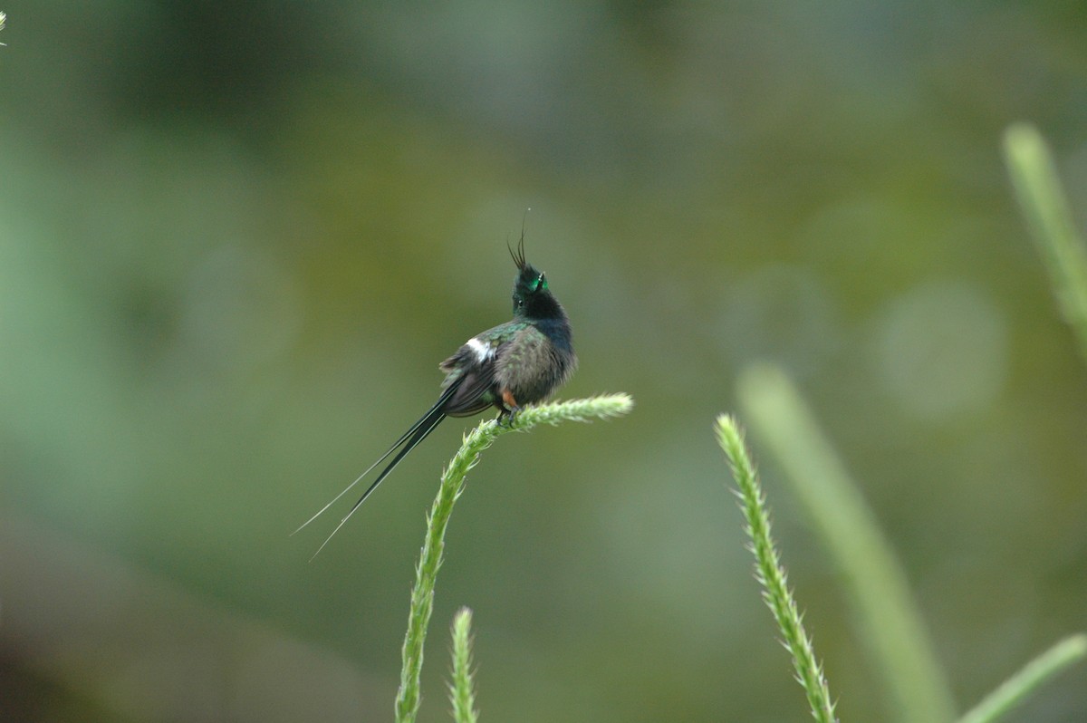 Wire-crested Thorntail - ML619644153