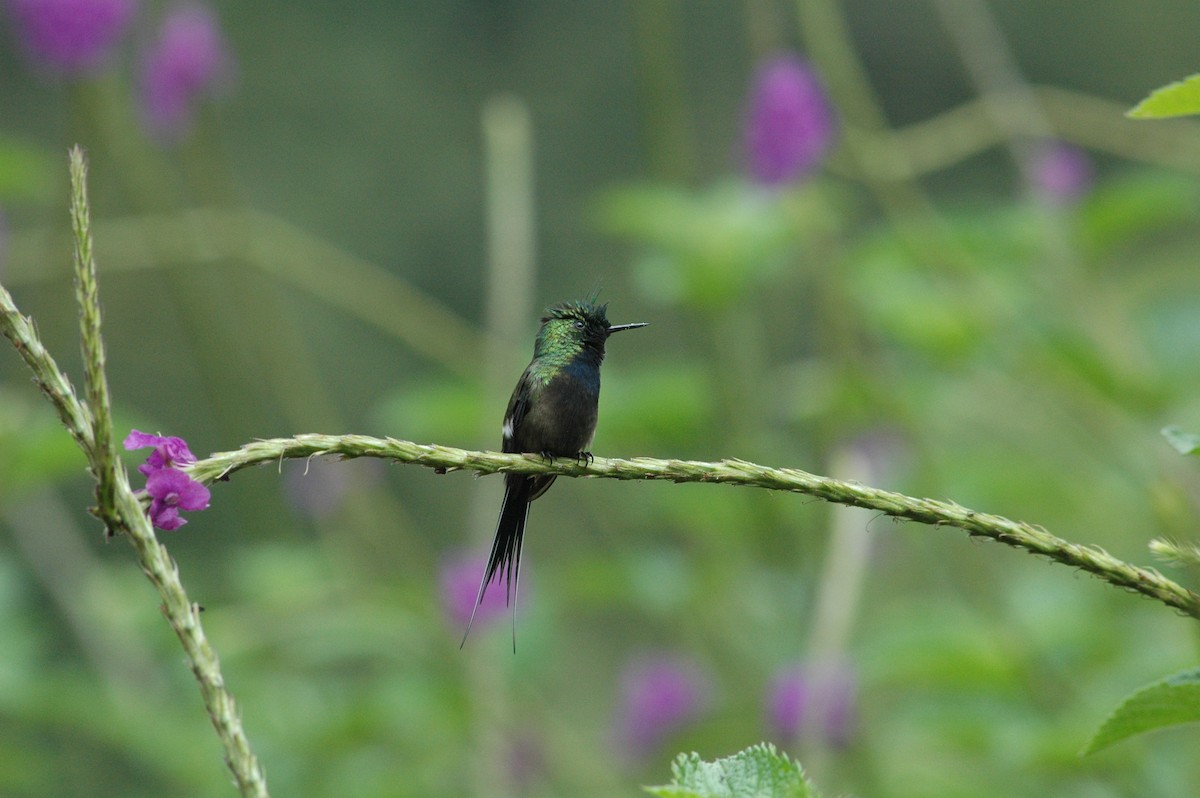 Wire-crested Thorntail - ML619644157
