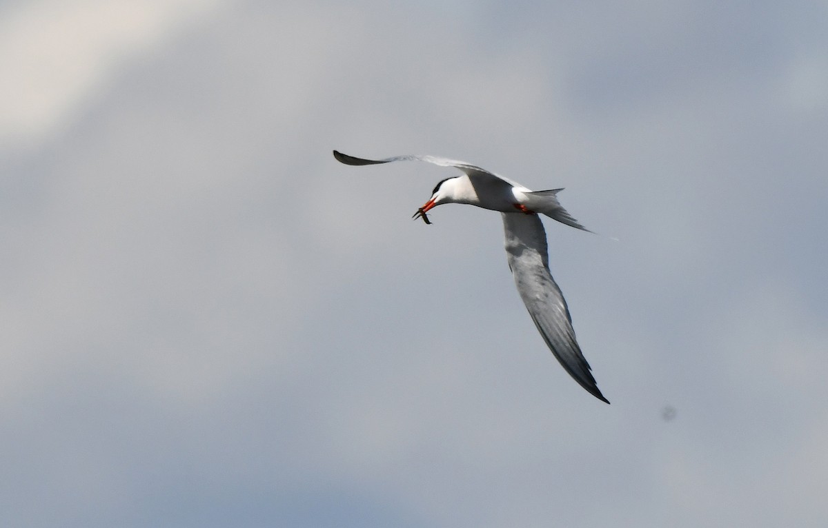 Common Tern - ML619644173