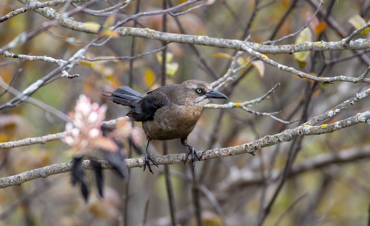 Great-tailed Grackle - ML619644197