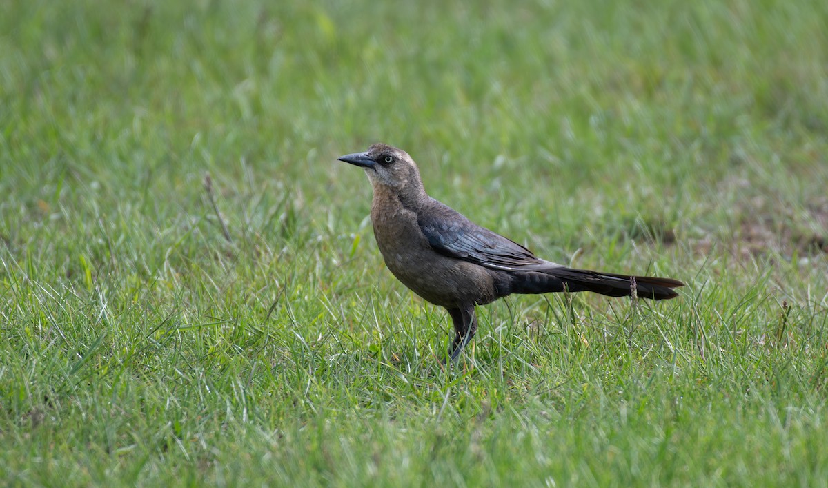 Great-tailed Grackle - ML619644206