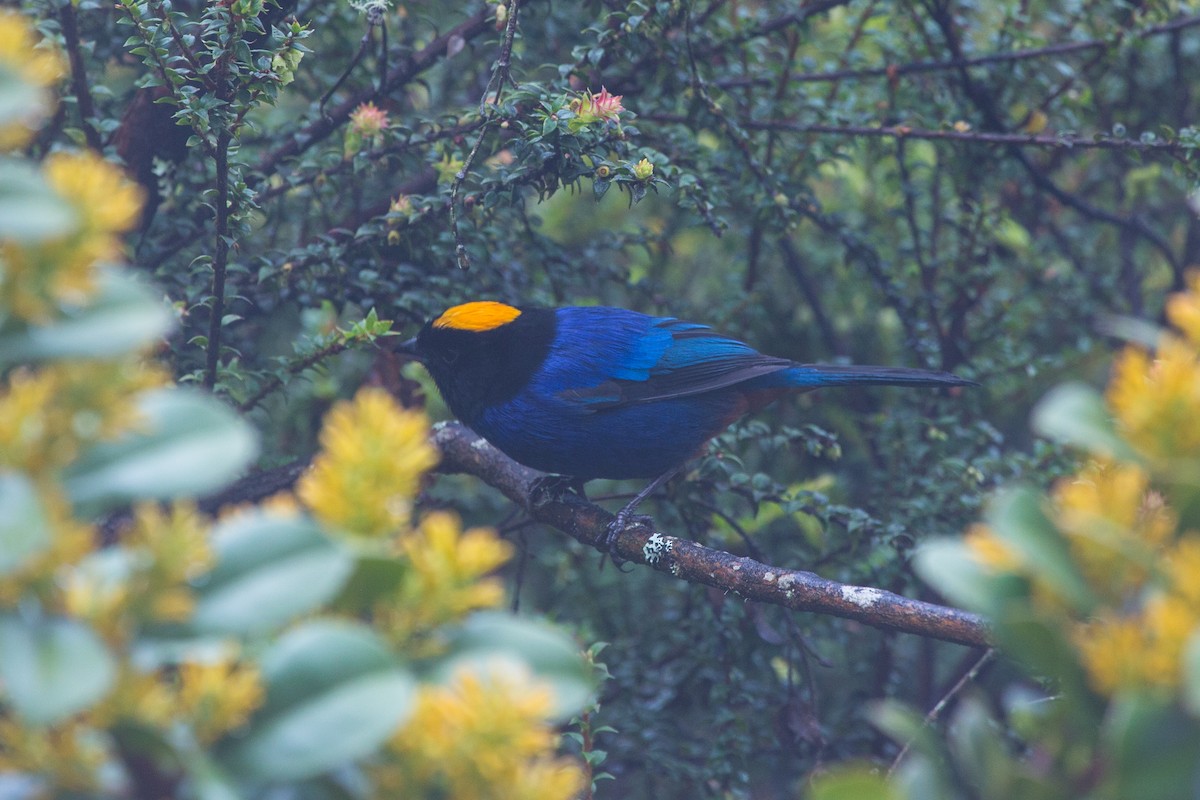 Golden-crowned Tanager - ML619644223