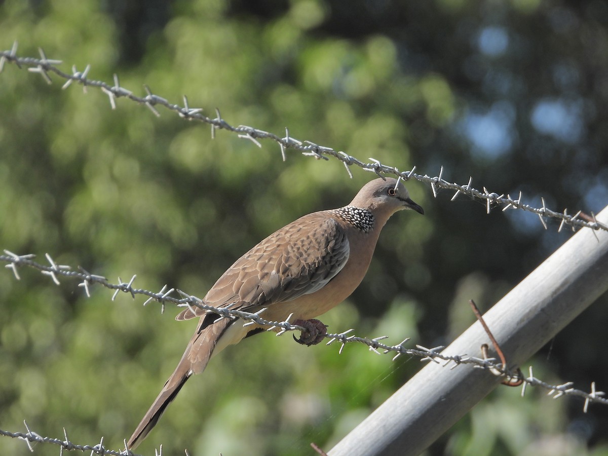 Spotted Dove - ML619644307