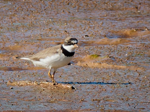 Semipalmated Plover - ML619644310