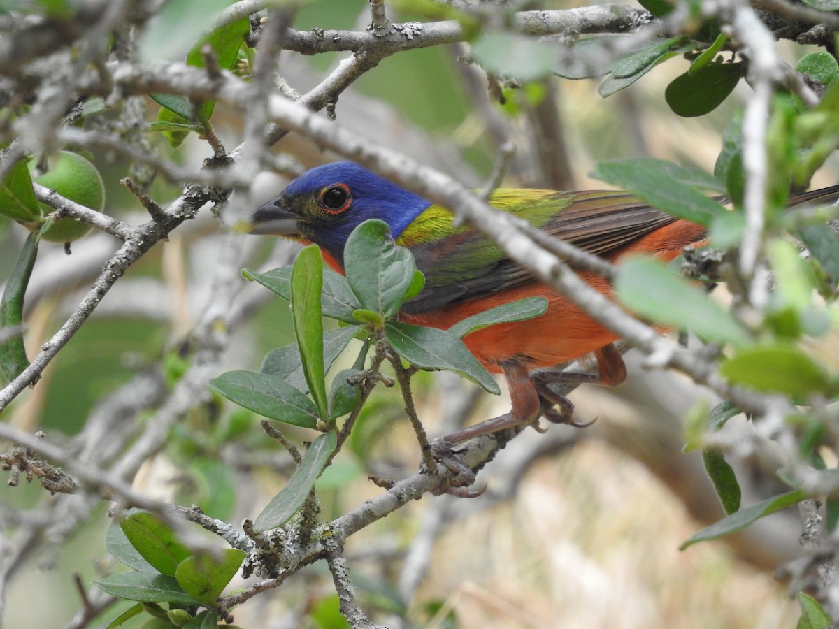 Painted Bunting - ML619644348