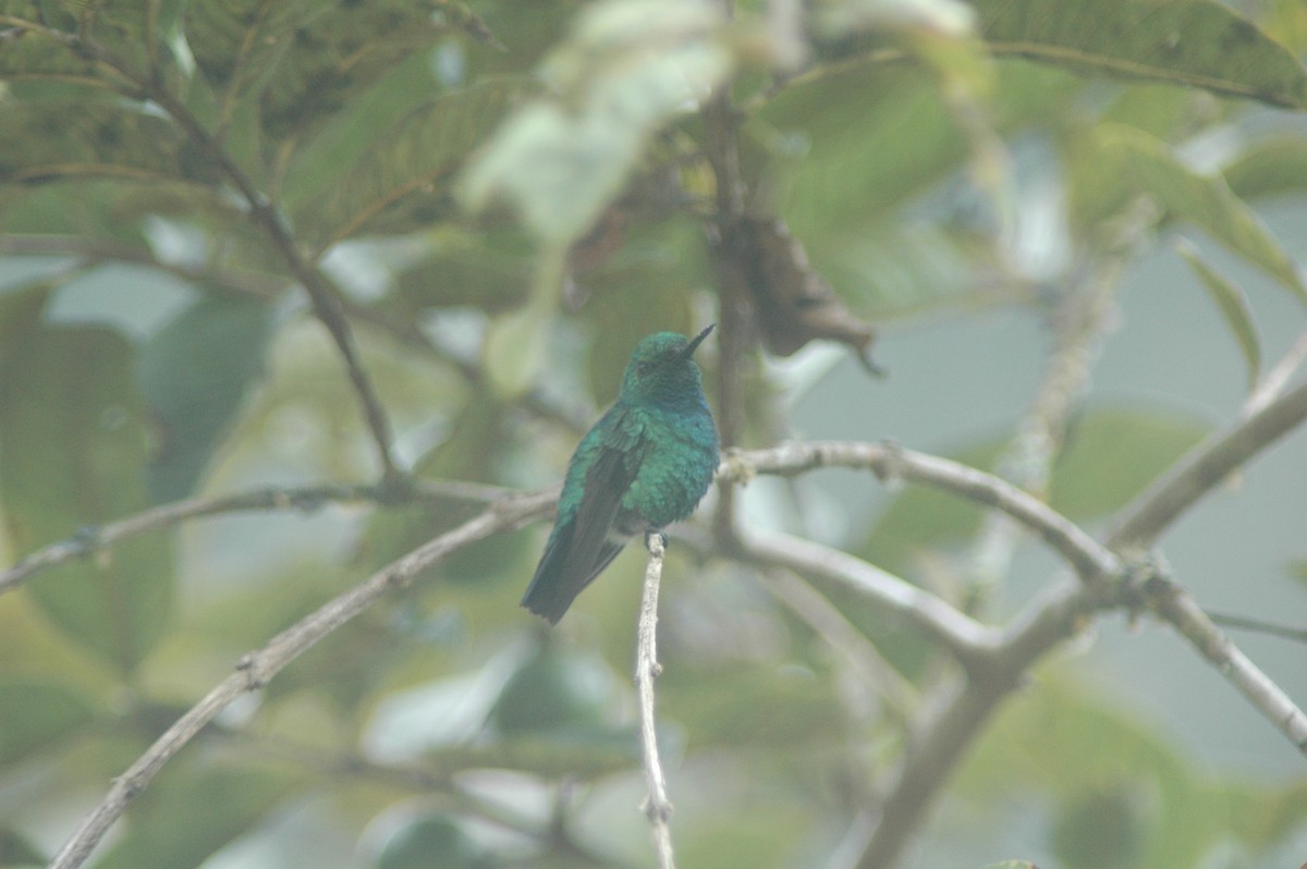 Blue-tailed Emerald - ML619644395