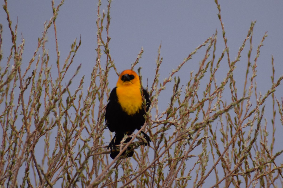Yellow-headed Blackbird - ML619644398