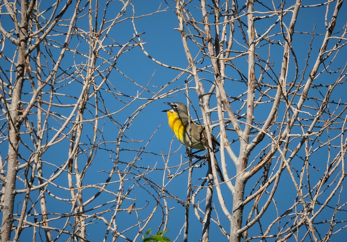 Yellow-breasted Chat - ML619644399