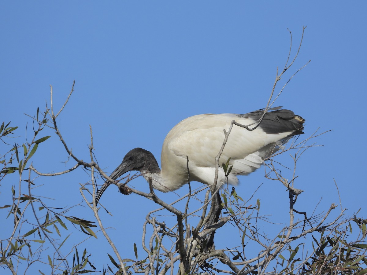 ibis australský - ML619644400