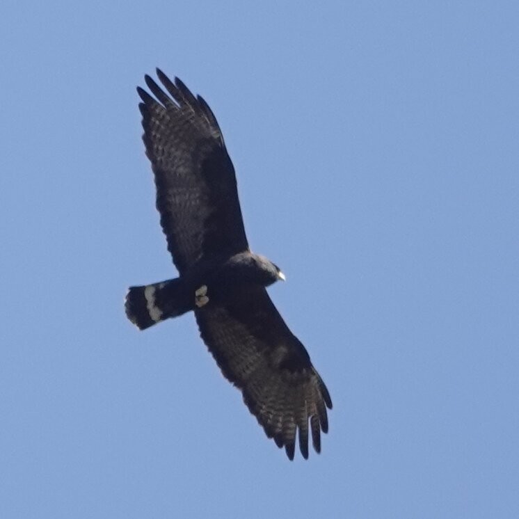 Zone-tailed Hawk - ML619644424