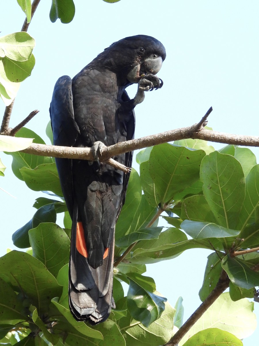 Red-tailed Black-Cockatoo - ML619644428