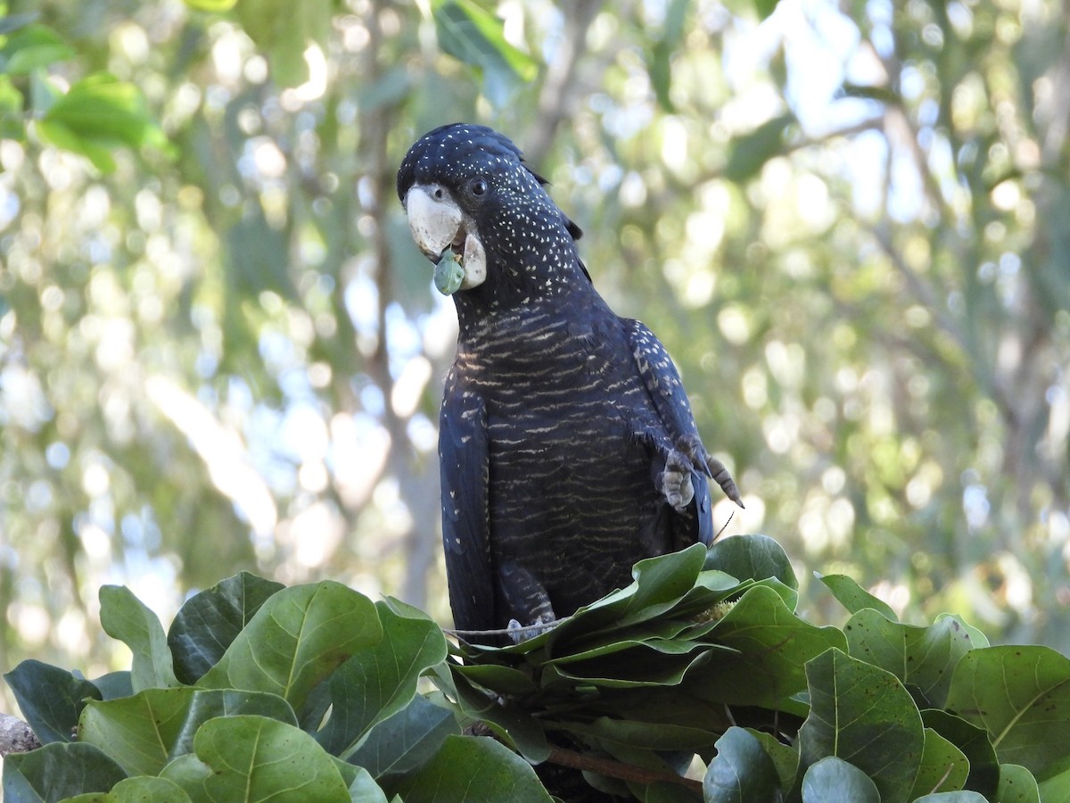 Red-tailed Black-Cockatoo - ML619644430